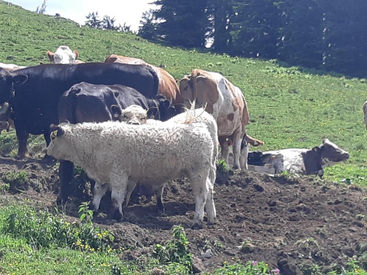 Appartement Freiraum Sankt Martin am Tennengebirge Exteriör bild